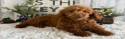 Toy Poodle dogs for sale: Polly - Ad 3