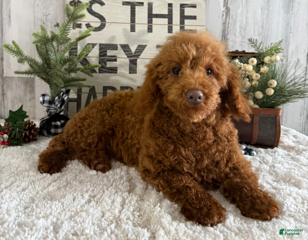 Toy Poodle dogs for sale: Polly - Ad 3