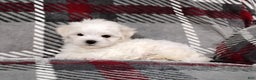 Maltese dogs for sale: Dakota - Ad 4