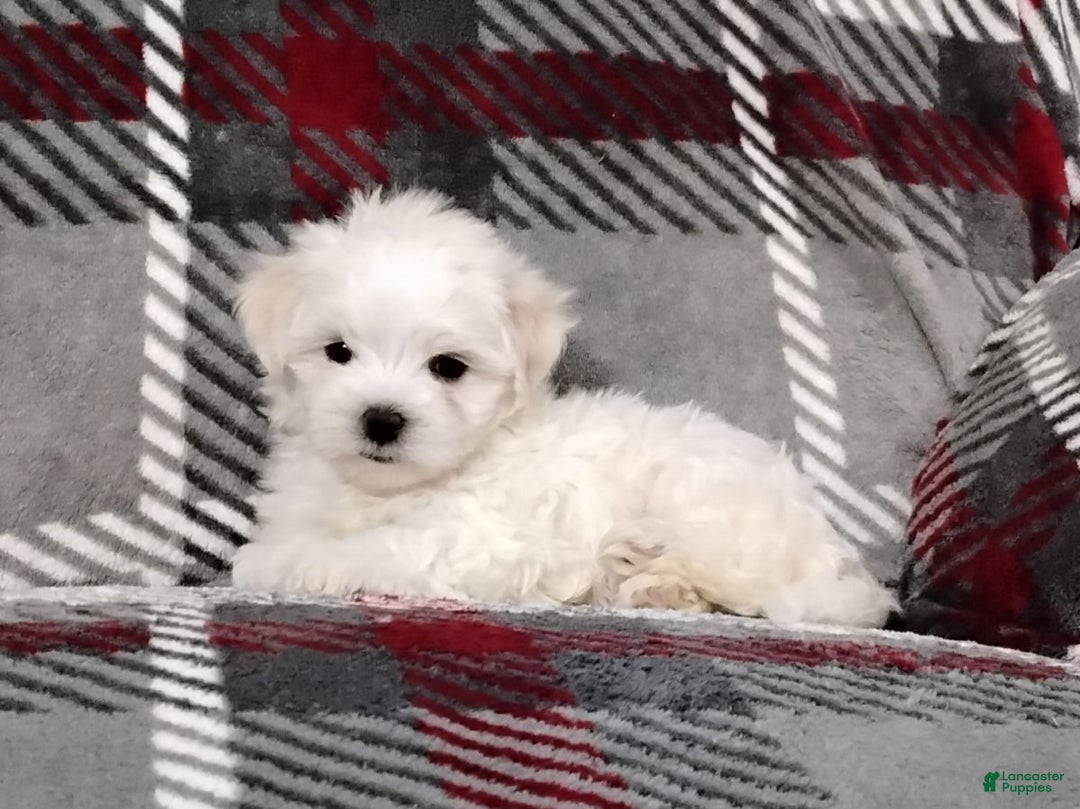 Maltese dogs for sale: Dakota - Ad 4
