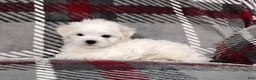 Maltese dogs for sale: Dakota - Ad 1