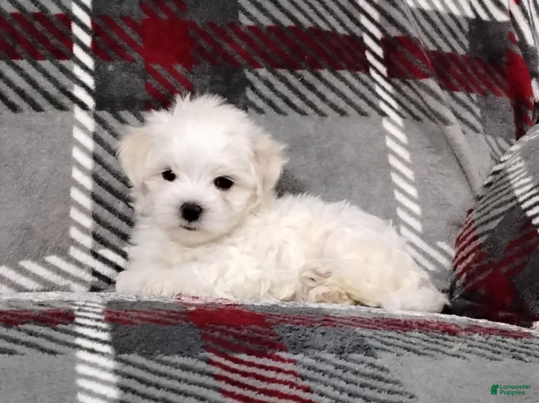 Maltese dogs for sale: Dakota - Ad 1