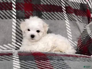 Maltese dogs Dakota - Ad 4