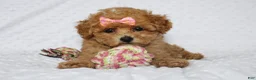 Toy Poodle dogs for sale: Jacy - Ad 4