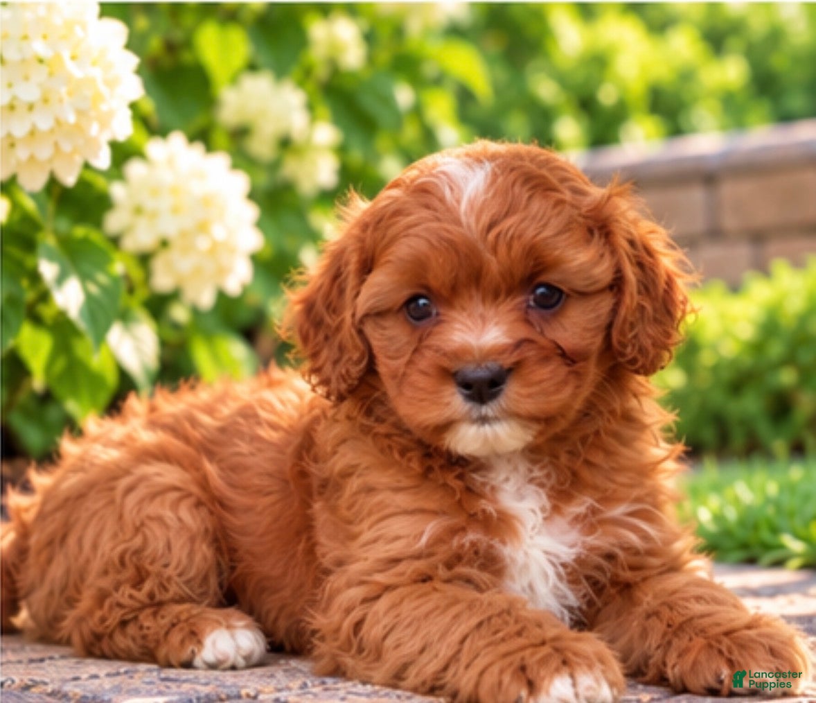 Cavapoo dogs for sale: Aliie - Ad 1