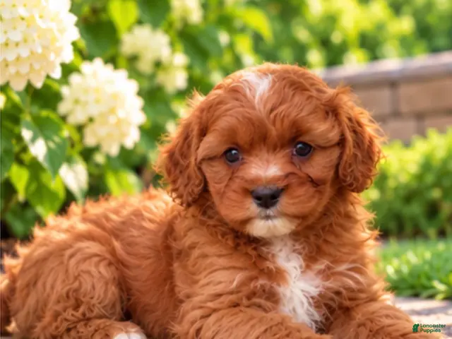 Cavapoo dogs for sale: Aliie - Ad 1