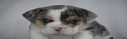 Beabull dogs for sale: Champ - Ad 6