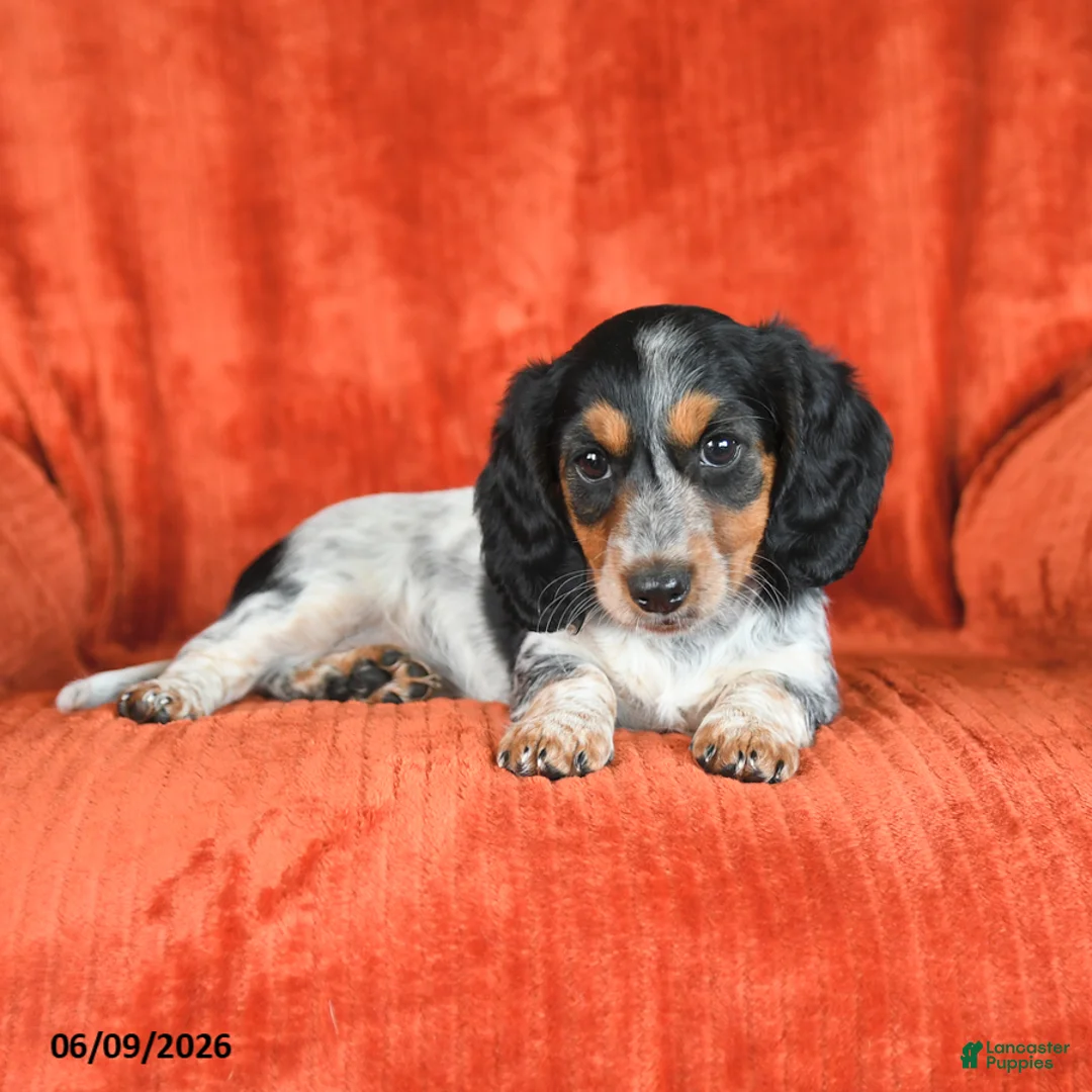 Miniature Dachshund dogs for sale: Ava  - Ad 3