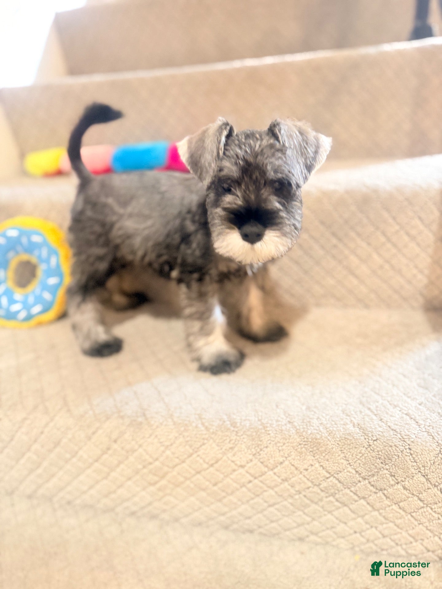 Miniature Schnauzer dogs Miniature Schnauzer 1 - Ad 23