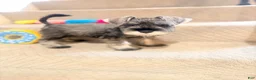 Miniature Schnauzer dogs for sale: Miniature Schnauzer 1 - Ad 1