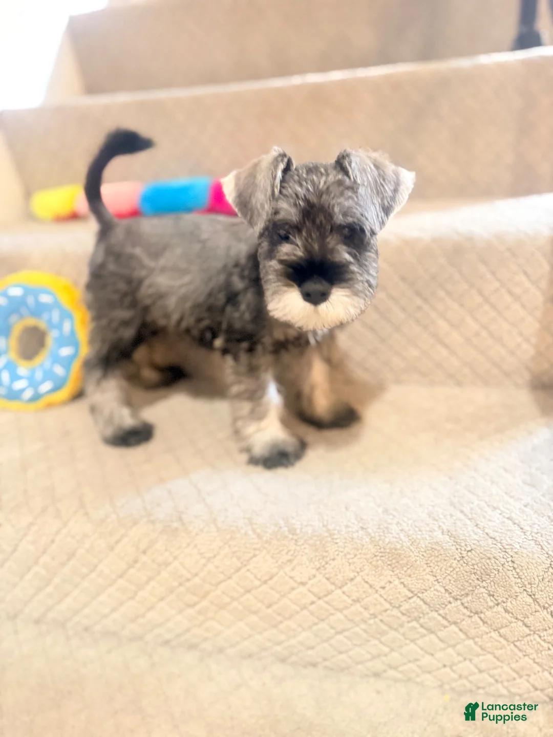 Miniature Schnauzer dogs for sale: Miniature Schnauzer 1 - Ad 1