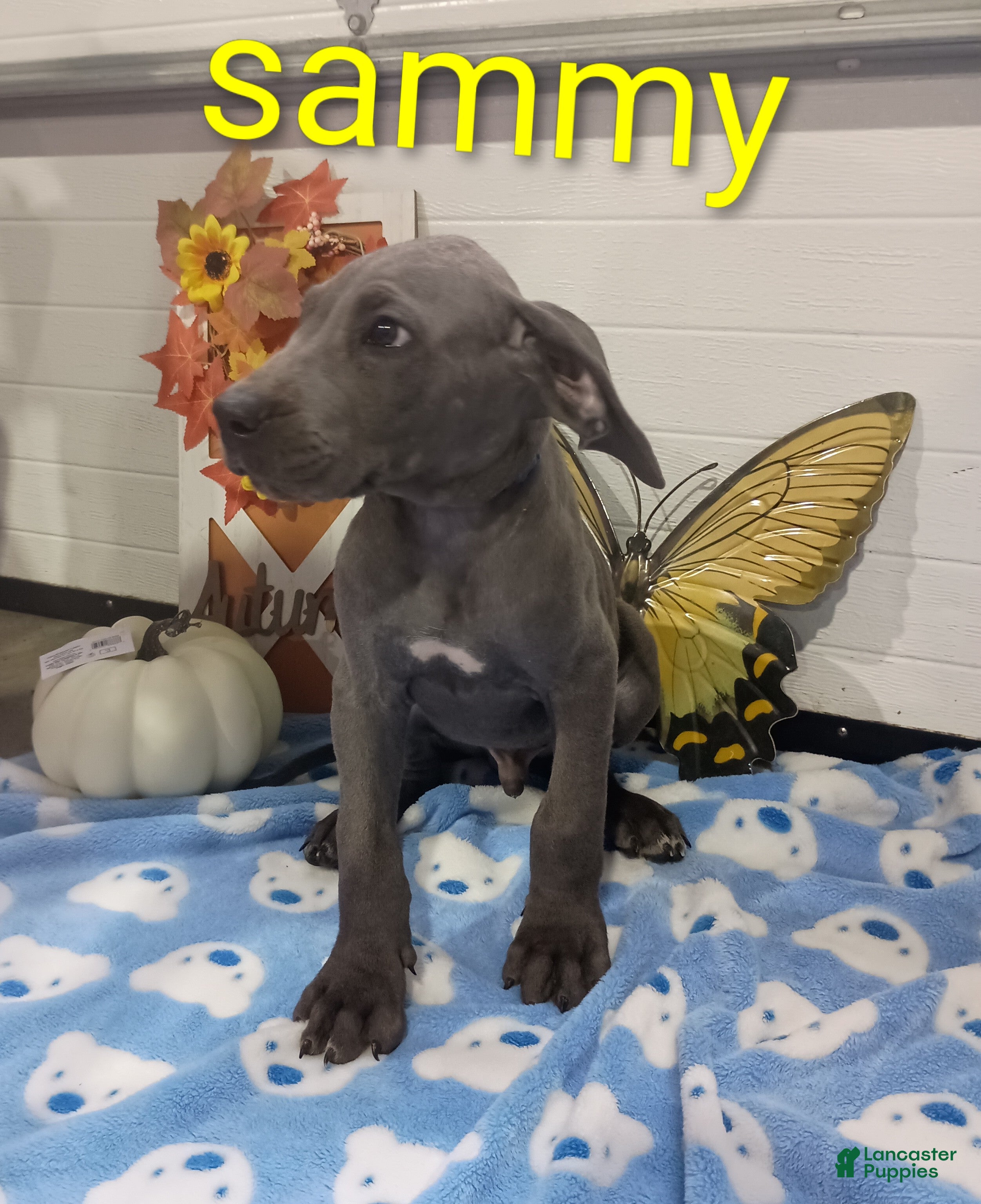 Great Dane dogs for sale: Sammy - Ad 4