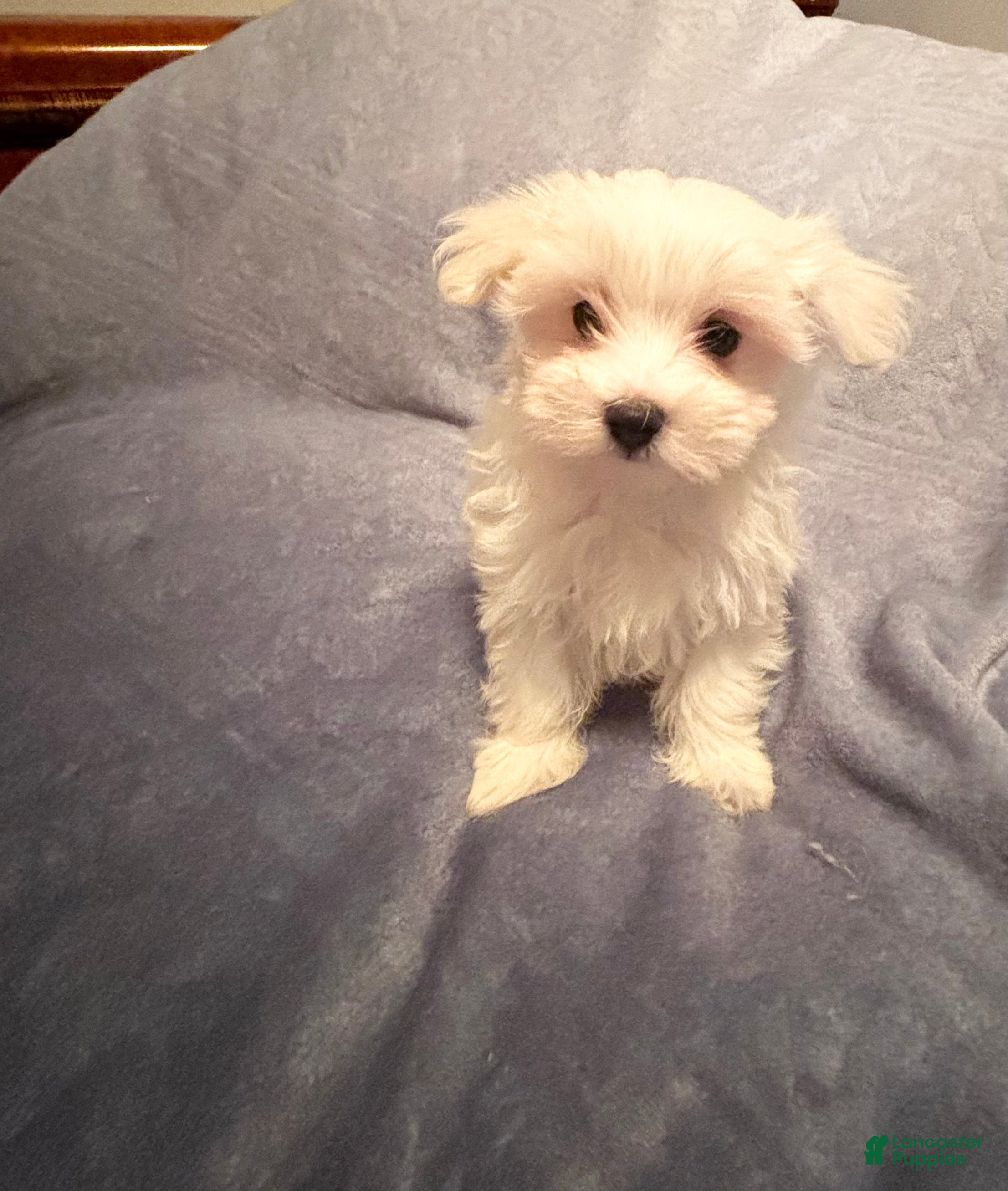 Maltese dogs for sale: Maltese 3 - Ad 12