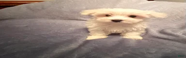 Maltese 3