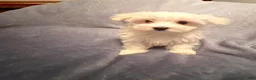 Maltese dogs for sale: Maltese 3 - Ad 1