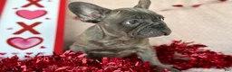 French Bulldog dogs for sale: Blue Brindle (Leo)  - Ad 4