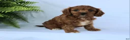 Cavapoo dogs for sale: Marcy - Ad 4