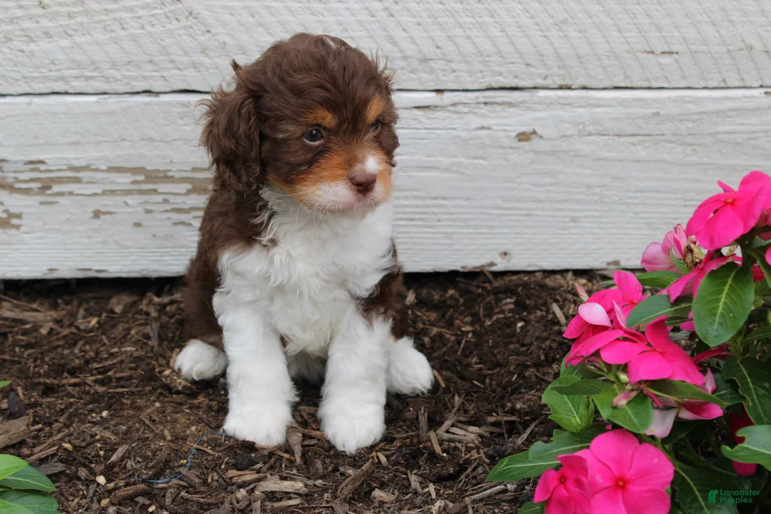 Cavapoo dogs for sale: Fern - Ad 9
