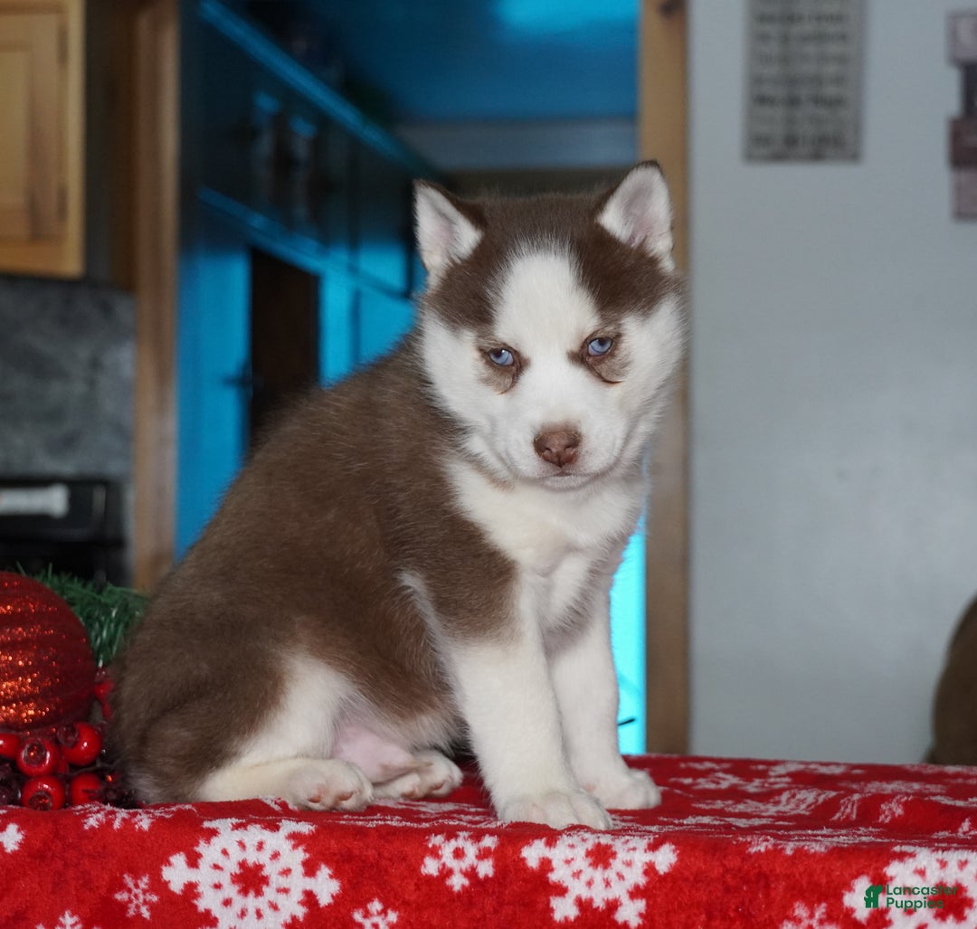 Siberian Husky dogs for sale: Cash - Ad 6