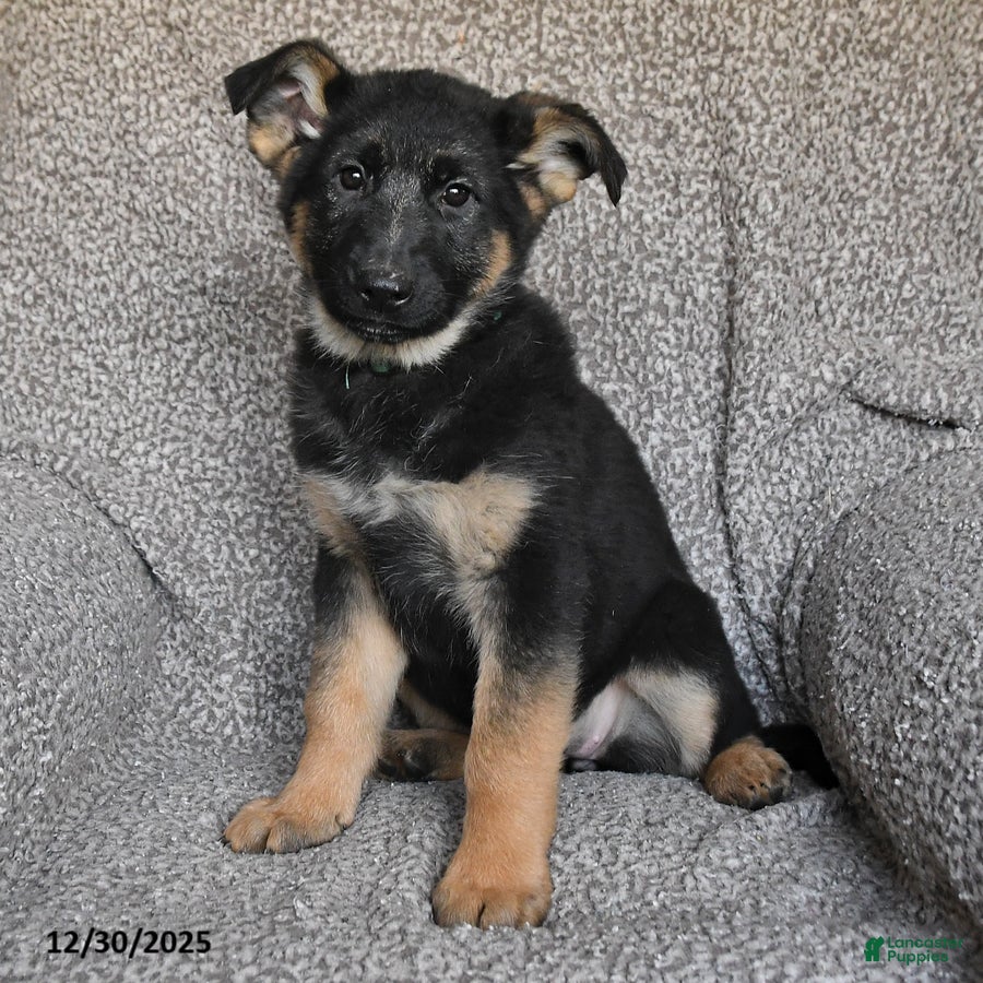 German Shepherd dogs Scarlet - Ad 35