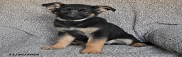 German Shepherd dogs for sale: Scarlet - Ad 2