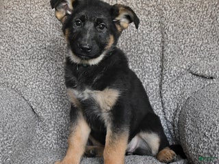 German Shepherd dogs Scarlet - Ad 35