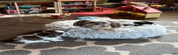 Shih Tzu dogs for sale: Hershey  - Ad 4