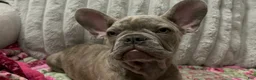 French Bulldog dogs for sale: Charlotte - Ad 17