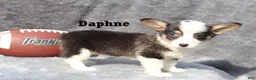 Welsh Corgi Pembroke dogs for sale: Daphne - Ad 5