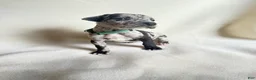 Great Dane dogs for sale: Tinkerbell- teal - Ad 1