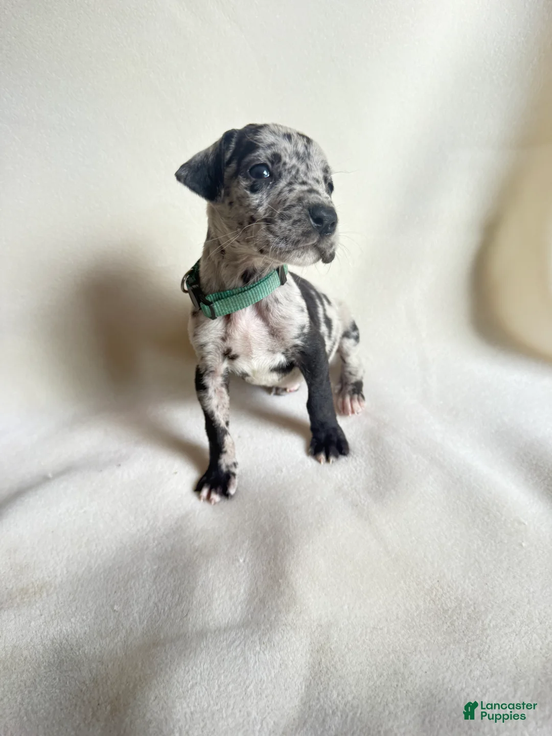 Great Dane dogs for sale: Tinkerbell- teal - Ad 1