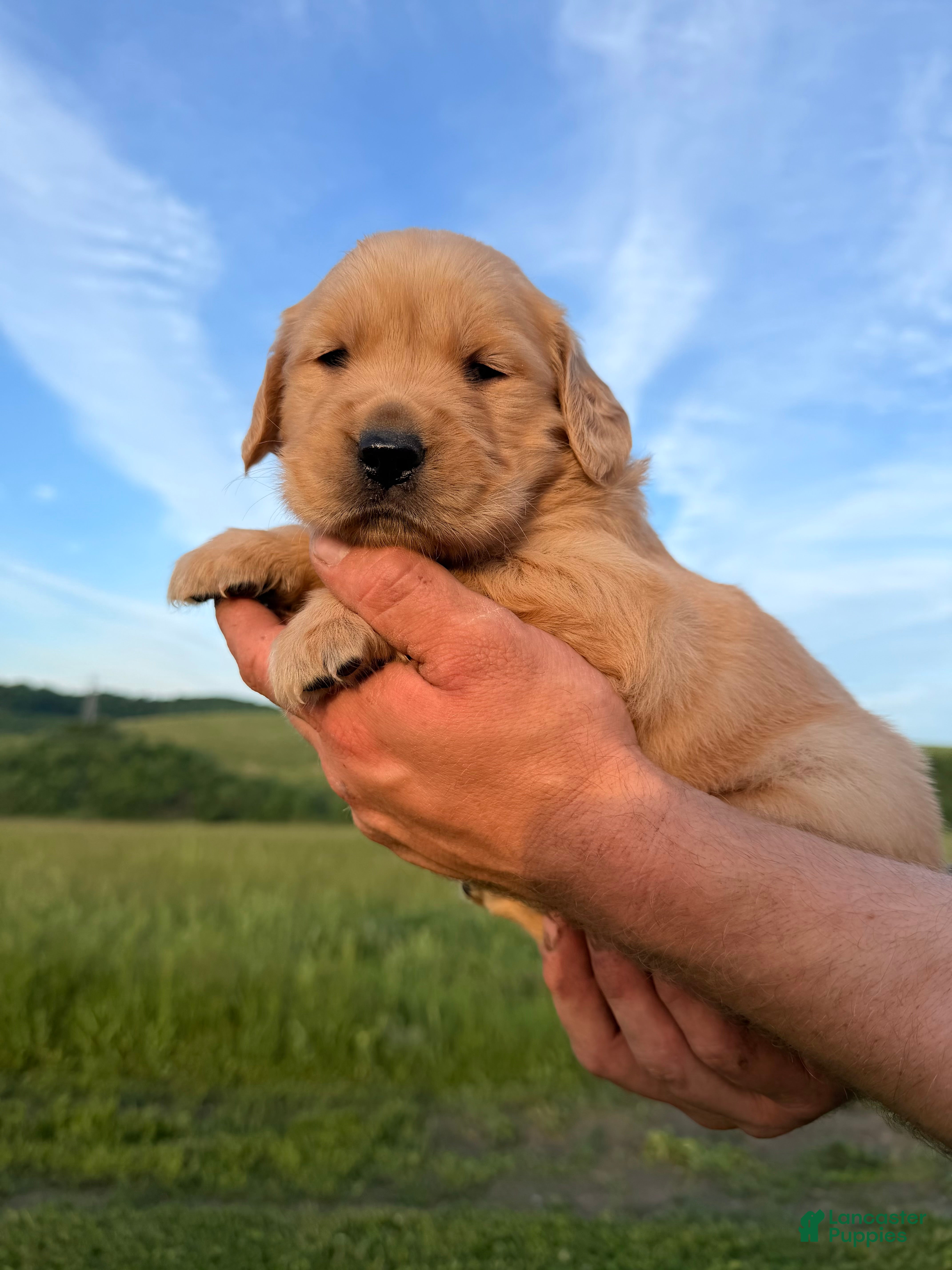 Golden Retriever dogs Lady - Ad 1