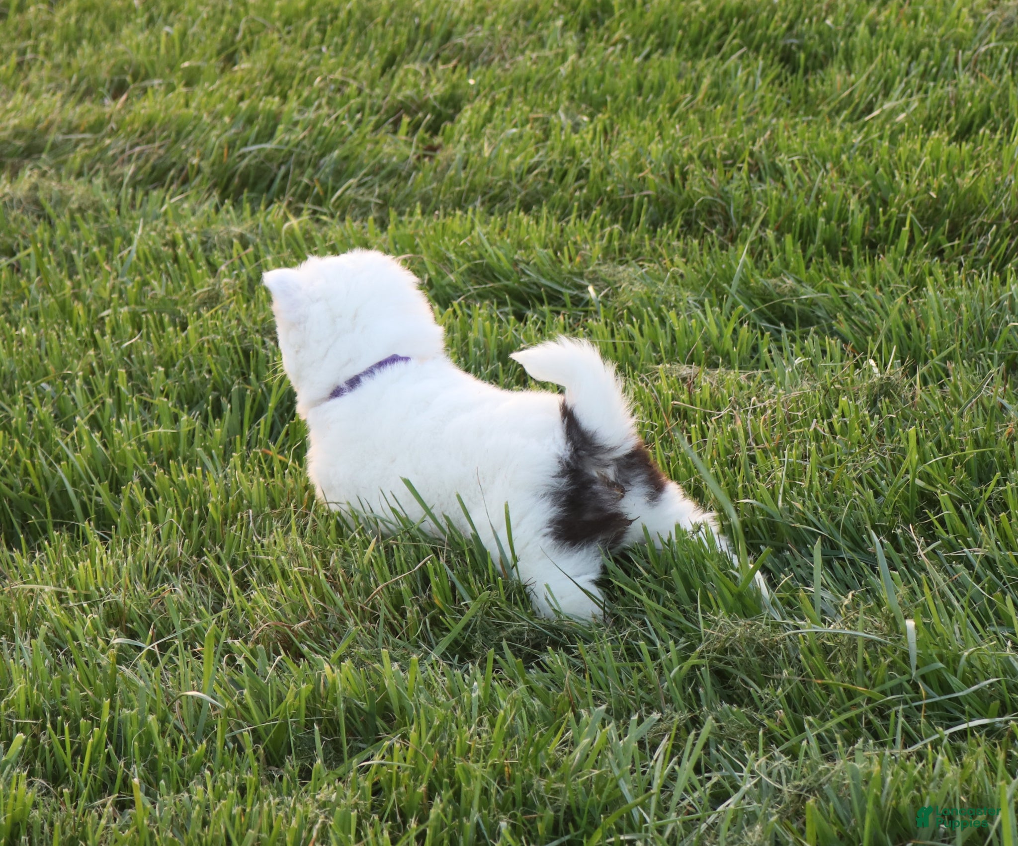 Alaskan Klee Kai dogs Pepper - Ad 2