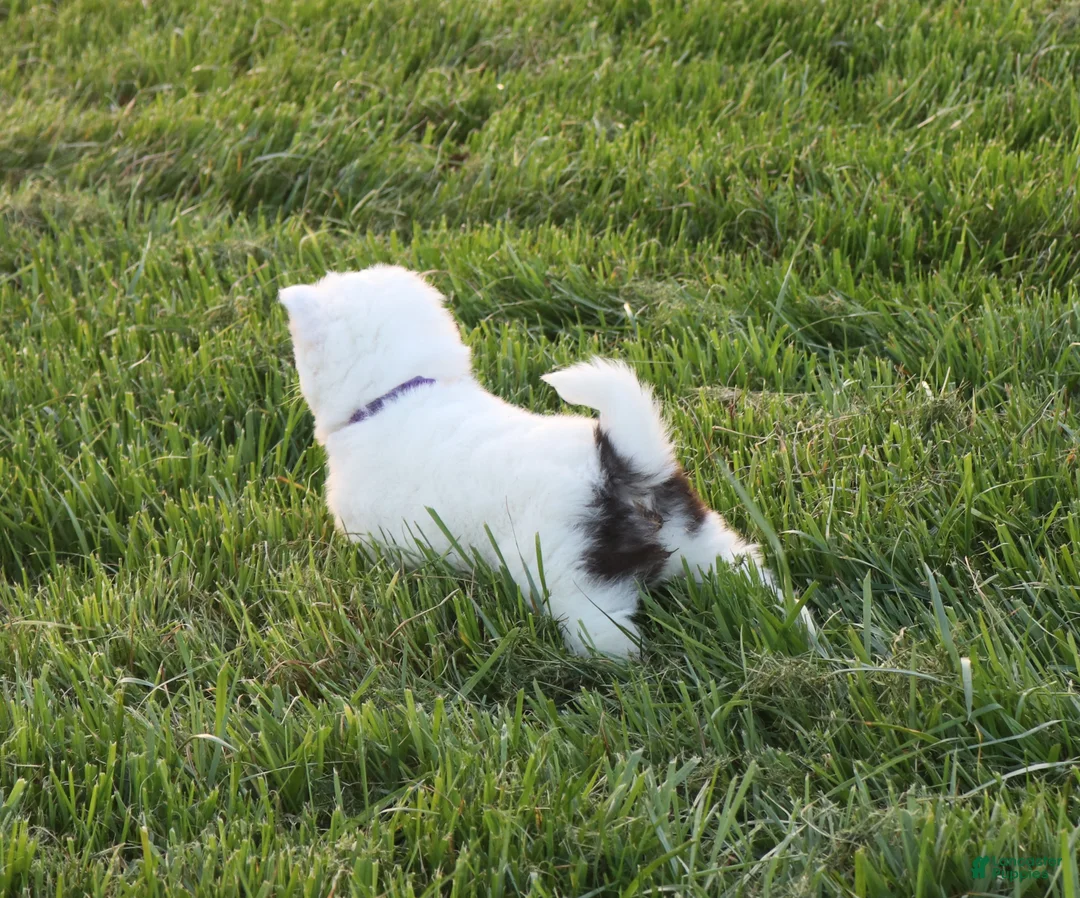 Alaskan Klee Kai dogs for sale: Pepper - Ad 2