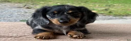 Miniature Dachshund dogs for sale: Hero - Ad 4