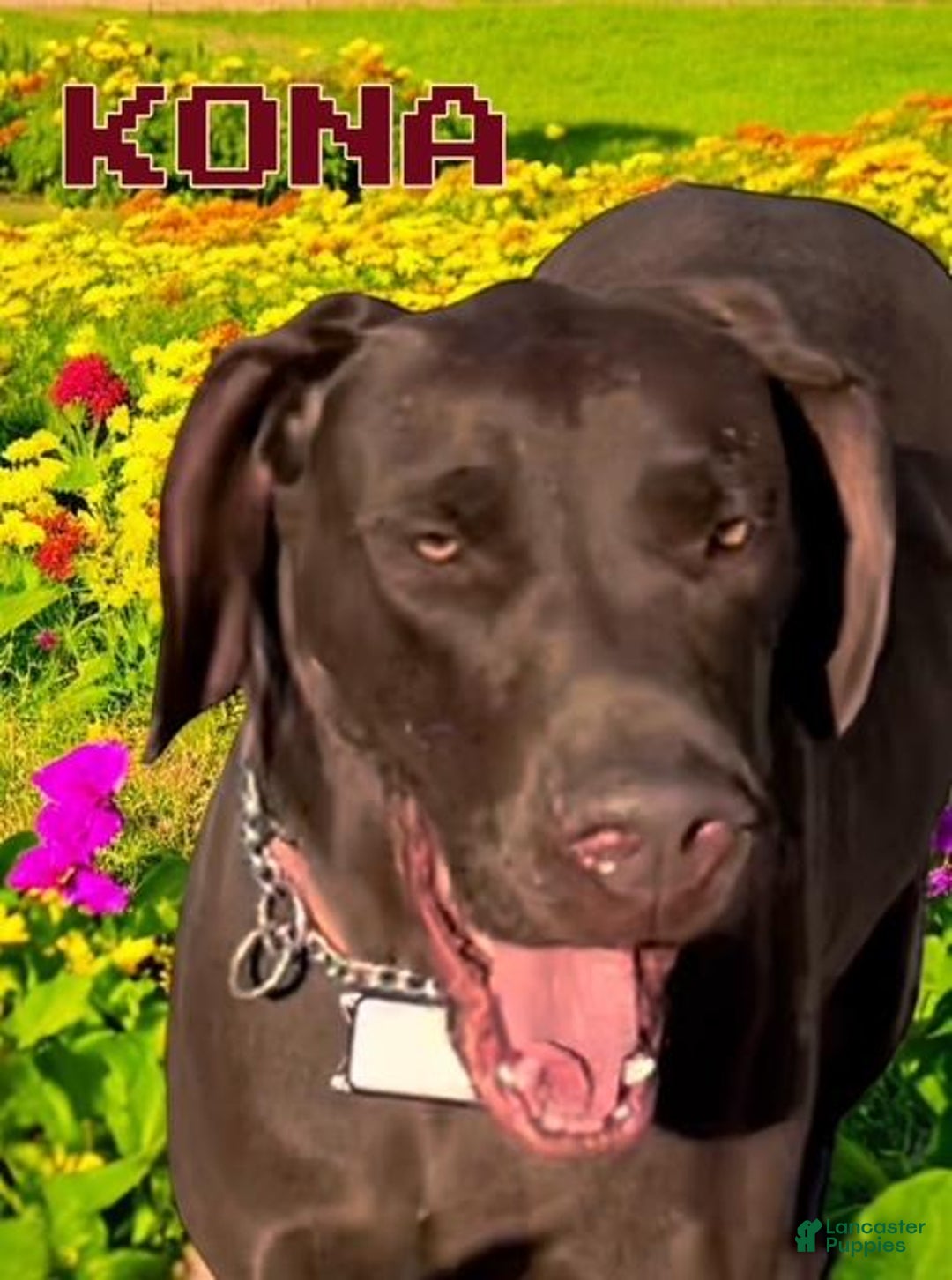 Great Dane dogs for sale: ALICE - BLACK MERLE - Ad 2