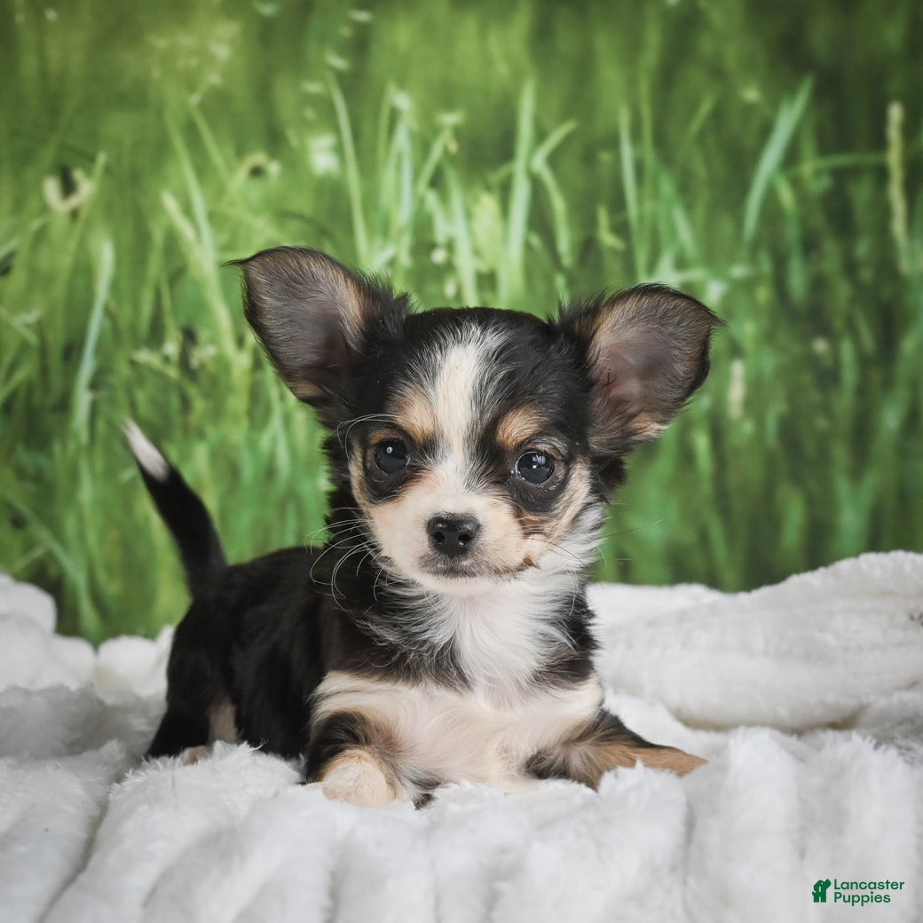 Chihuahua dogs Precious - Ad 1
