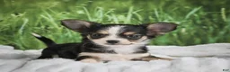 Chihuahua dogs for sale: Precious - Ad 1