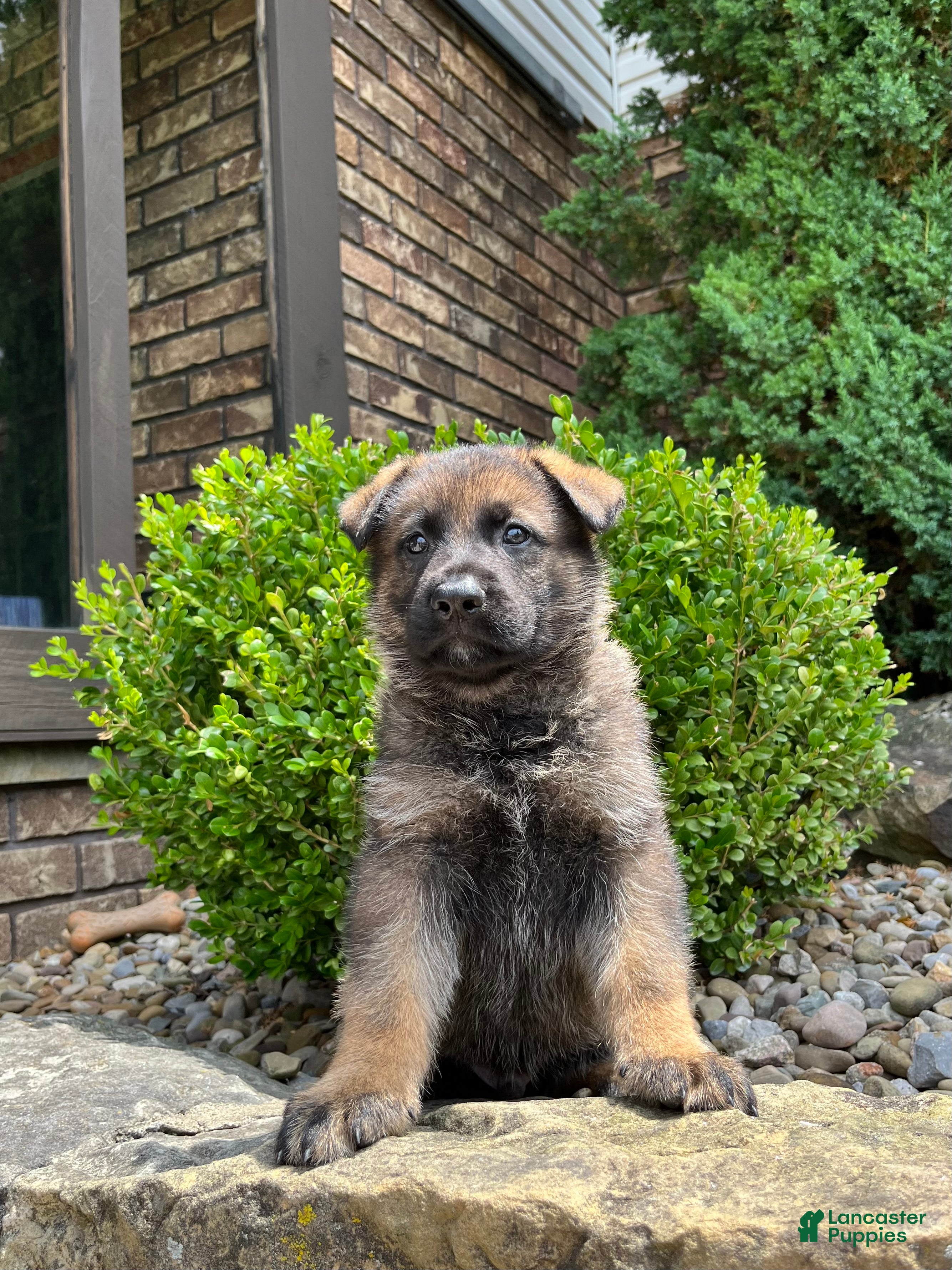 German Shepherd dogs Hanz - Ad 1