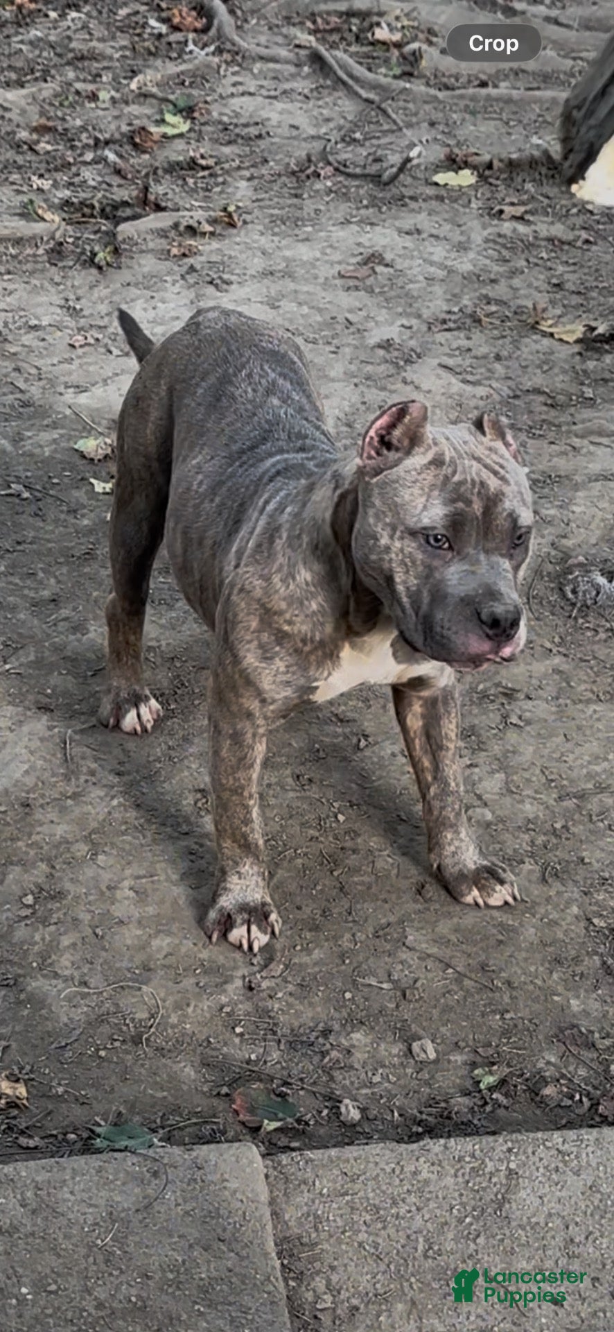 American Bully dogs for sale: Silvia  - Ad 1