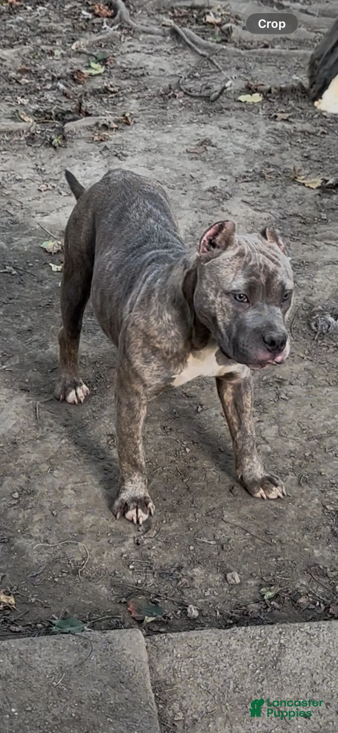 American Bully dogs for sale: Silvia  - Ad 1