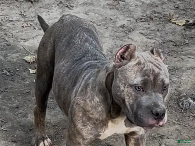 American Bully dogs for sale: Silvia - Ad 1