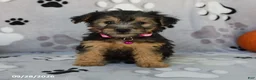 Yorkiepoo dogs for sale: Sierra - Ad 4