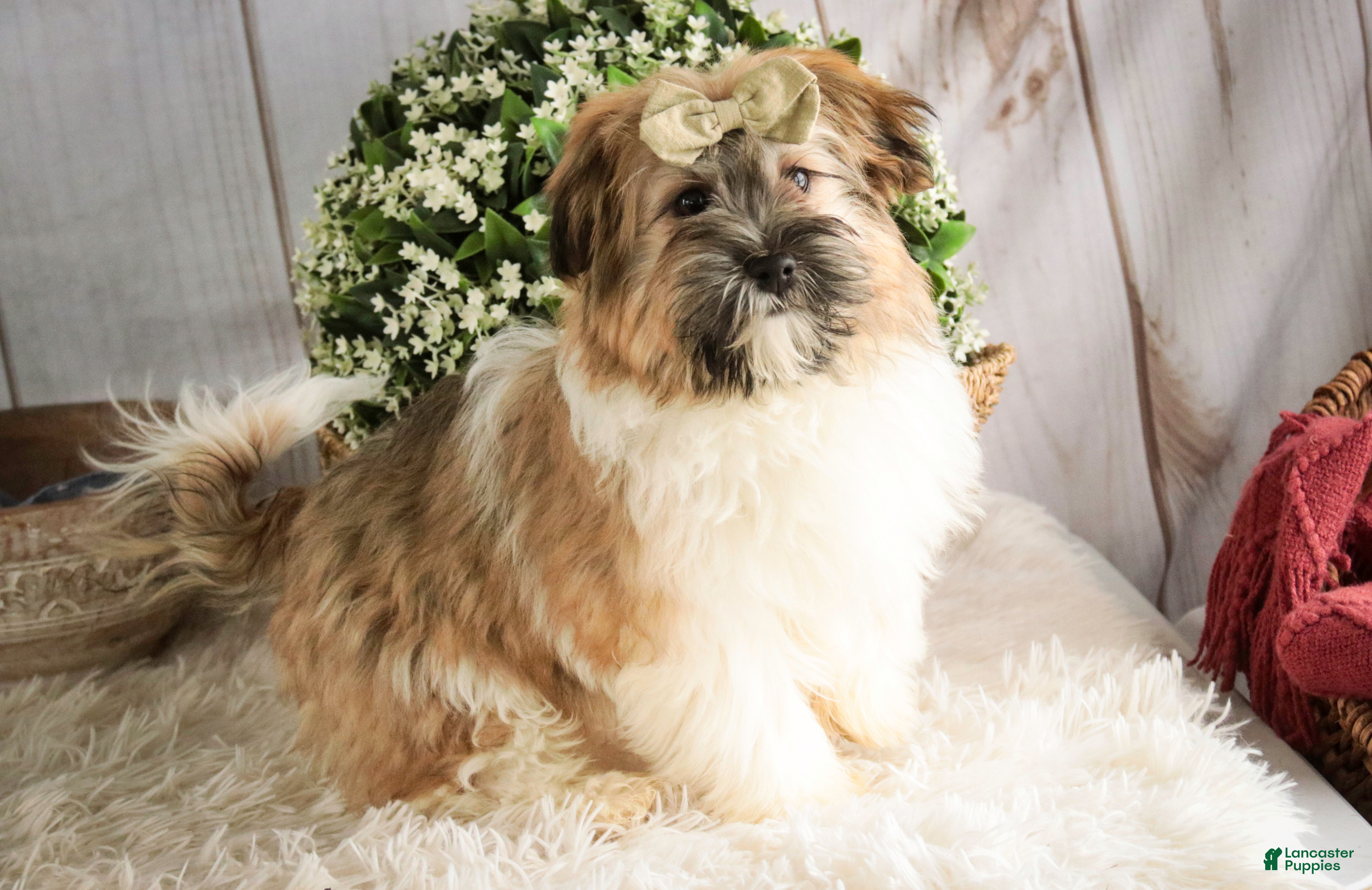 Havanese dogs Bella Rose - Ad 2