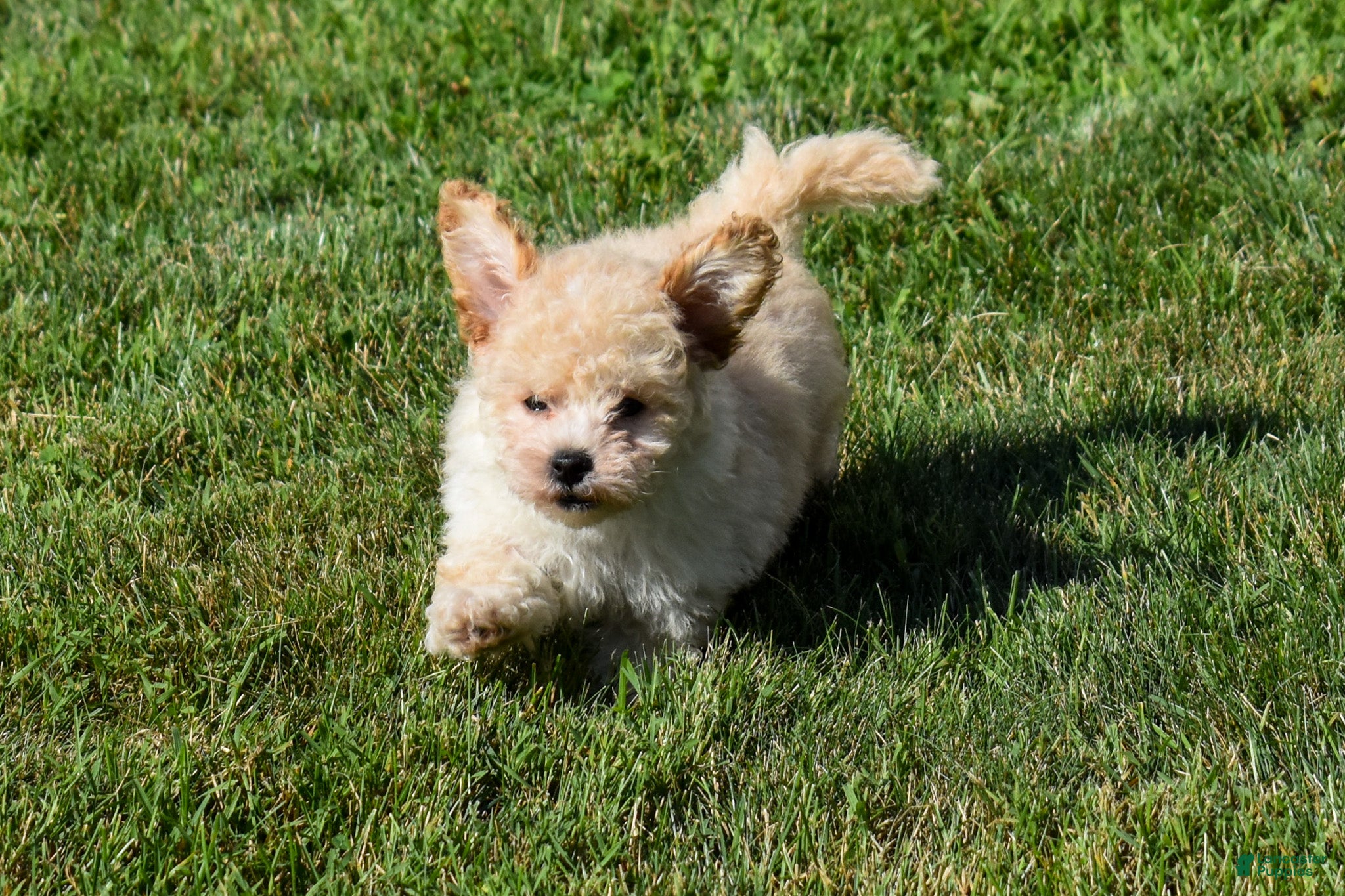 Maltipoo dogs Franklin 🐶 - Ad 2