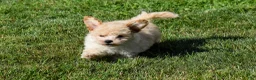 Maltipoo dogs for sale: Franklin 🐶 - Ad 9