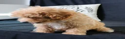 Maltipoo dogs for sale: Milo - Ad 9