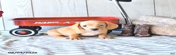 Miniature Dachshund dogs for sale: Renae - Ad 4