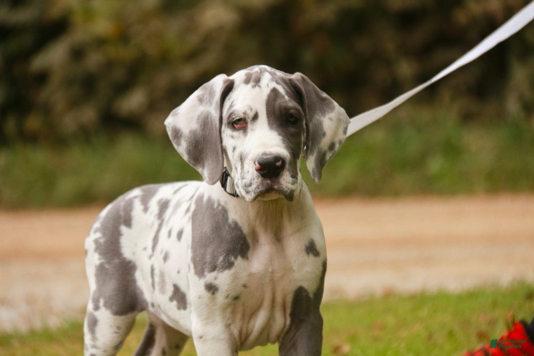 Great Dane