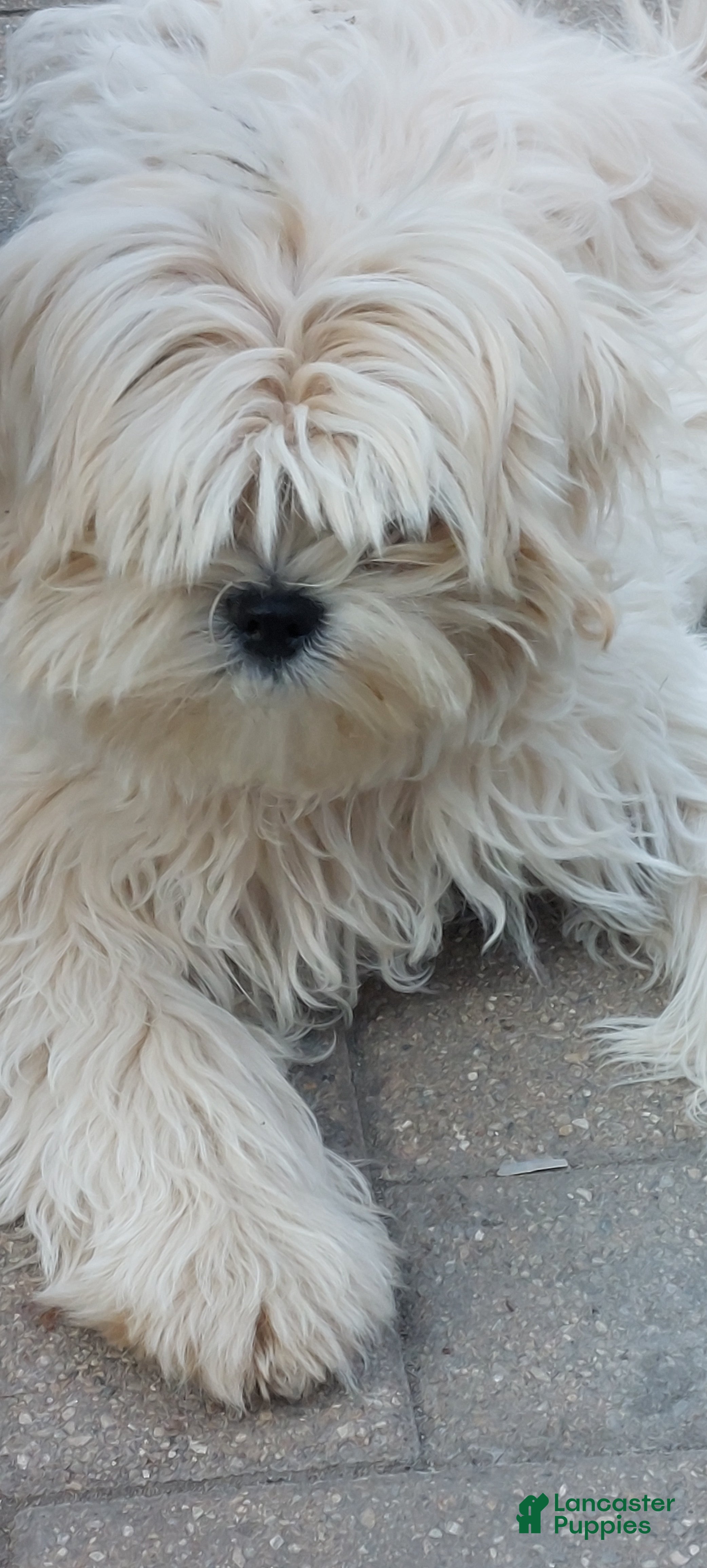 Shih Tzu dogs Shih Tzu 1 - Ad 2